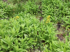 Solidago azorica