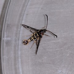 Synanthedon bibionipennis