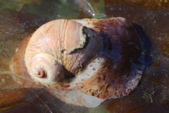 Cryptonatica aleutica