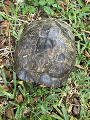 Trachemys scripta