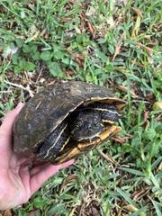Trachemys scripta