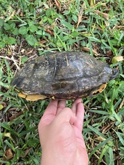 Trachemys scripta