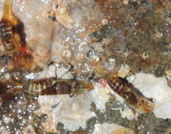 Heptacarpus pugettensis