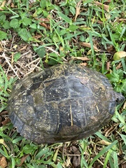 Trachemys scripta
