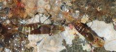 Heptacarpus pugettensis