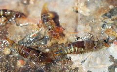 Heptacarpus pugettensis