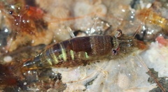 Heptacarpus pugettensis