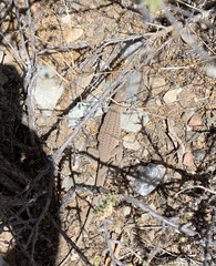 Aspidoscelis exsanguis