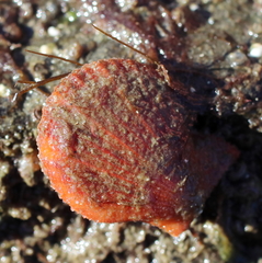 Chlamys hastata
