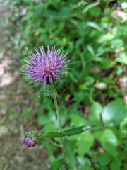 Cirsium carolinianum