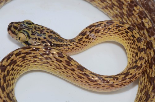 Northern Marbled Nocturnal Tree Snake