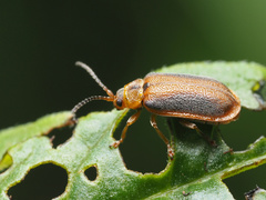 Galerucella calmariensis