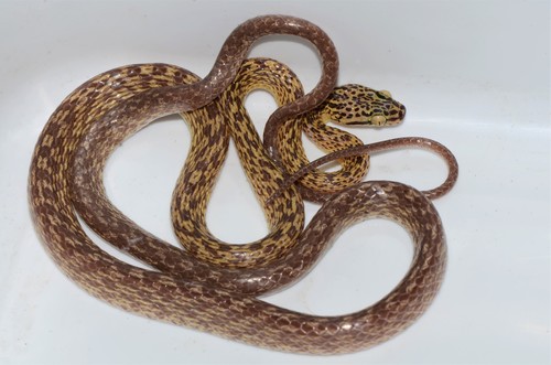 Northern Marbled Nocturnal Tree Snake