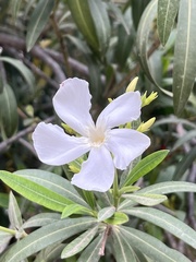 Nerium oleander