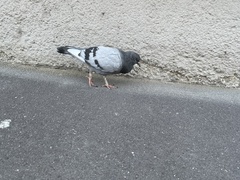 Columba livia domestica