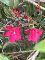 Nerium oleander