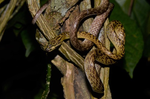 Northern Marbled Nocturnal Tree Snake
