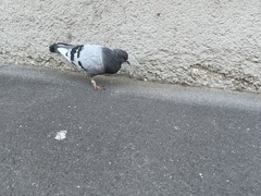 Columba livia domestica