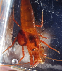 Bopyroides hippolytes