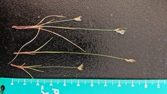 Carex reznicekii