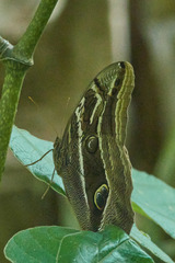 Eryphanis aesacus
