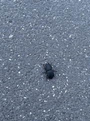 Dorcus parallelipipedus