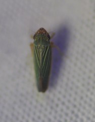 Xyphon reticulatum