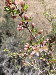 Prunus andersonii