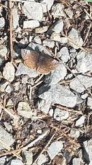 Erynnis icelus