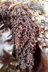 Callithamnion pikeanum