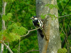 Dendrocopos major