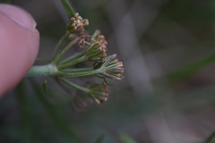 Lomatium orientale