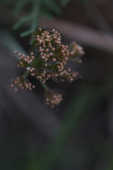 Lomatium orientale