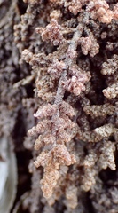 Callithamnion pikeanum