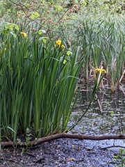 Iris pseudacorus