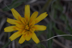 Nothocalais cuspidata