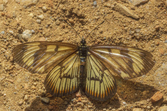 Actinote surima surima