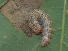Acronicta increta