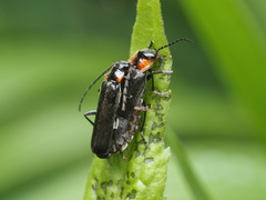 Cantharis tuberculata