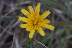 Nothocalais cuspidata