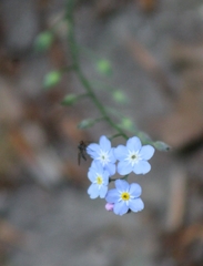 Myosotis