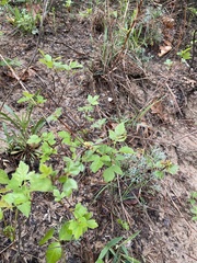 Rhus aromatica arenaria