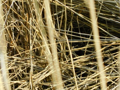 Acrocephalus schoenobaenus