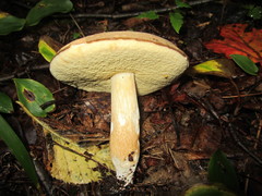 Xanthoconium affine maculosus