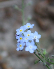 Myosotis