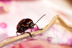 Cryptocephalus balteatus