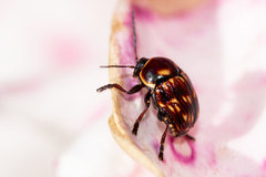 Cryptocephalus balteatus