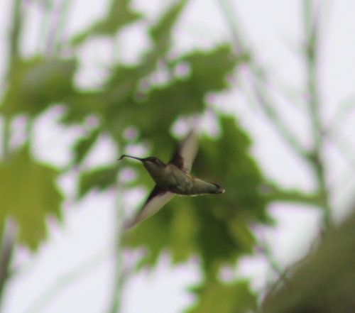 Ruby-throated Hummingbird photographed in Rhode Island