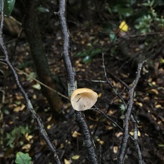 Aleurodiscus vitellinus