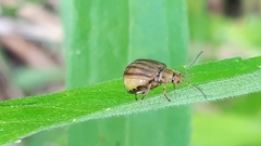 Ophraella conferta